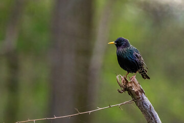 A starling sitting on a branch in the natural reserve called Mönchbruch in Hesse, Germany.