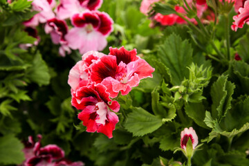 Pelargonium Hybridum flowers in the garden