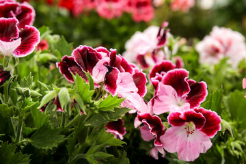 Pelargonium Hybridum flowers in the garden
