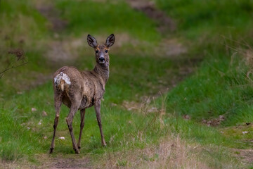 A young roe standing on a way of a forest at a sunnyy day in spring.