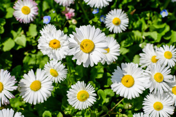 Delicate white and pink Daisies or Bellis perennis flowers in direct sunlight, in a sunny spring garden, beautiful outdoor floral background photographed with selective focus.