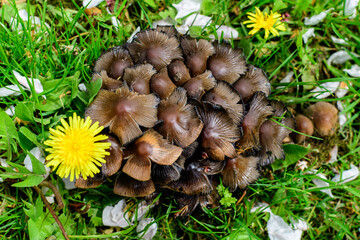 Close up of small brown mushrooms and blurred green grass in a forest, in a sunny spring day.