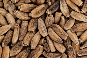 Heap of blessed milk thistle seeds - Silybum marianum - closeup microscopy detail from above, image width 23mm