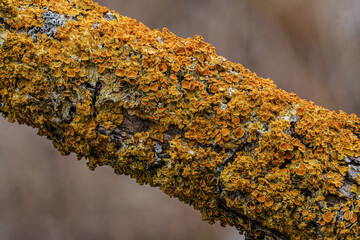 Yellow orange maritime sunburst lichen - Xanthoria parietina and some Hypogymnia physodes - growing on dry tree branch, closeup detail - obrazy, fototapety, plakaty