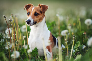Small Jack Russell terrier sitting in green grass meadow, white dandelion flowers around