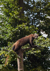 Wolverine aka wolverene - Gulo gulo - resting on top of dry tree, blurred forest background
