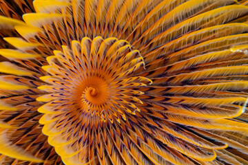 Abstract pattern of close up detail of inside of of Tube worm
