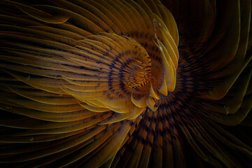 Abstract pattern of close up detail of inside of of Tube worm