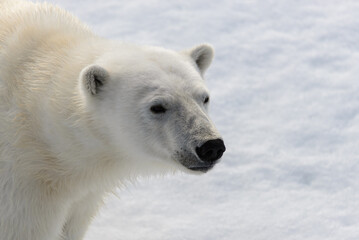Polar bear (Ursus maritimus) on the pack  ice north of Spitsbergen Island, Svalbard, Norway, Scandinavia, Europe