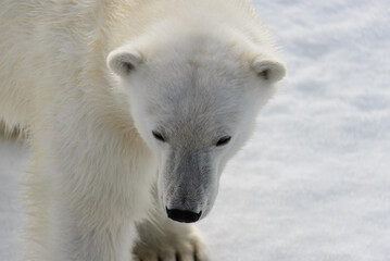 Naklejka na ściany i meble Polar bear (Ursus maritimus) on the pack ice north of Spitsbergen Island, Svalbard, Norway, Scandinavia, Europe