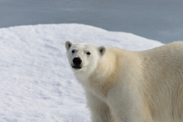 Obraz na płótnie Canvas Polar bear (Ursus maritimus) on the pack ice north of Spitsbergen Island, Svalbard, Norway, Scandinavia, Europe