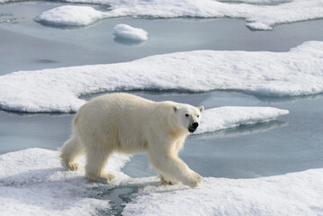 Naklejka na ściany i meble Polar bear (Ursus maritimus) on the pack ice north of Spitsbergen Island, Svalbard, Norway, Scandinavia, Europe