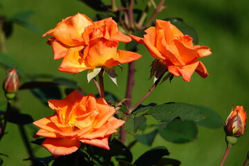 Obraz na płótnie Canvas オレンジのバラの花が咲いていた