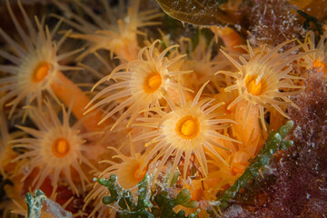 Naklejka na ściany i meble Orange sun coral polyps in the Mediterranean Sea
