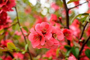 Close up delicate red flowers of Chaenomeles japonica shrub, commonly known as Japanese quince or Maule's quince in a sunny spring garden, beautiful Japanese blossoms floral background, sakura