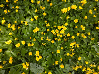 Obraz premium Yellow flowers in green grass and leaves