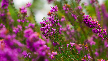 Macro de fleurs de bruyère sauvages, sur un fond verdoyant