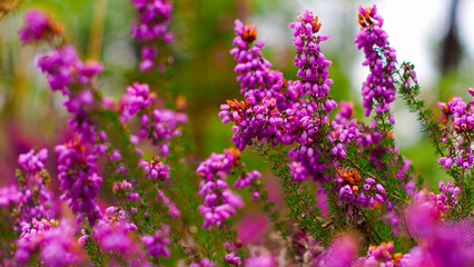 Macro de fleurs de bruyère sauvages, sur un fond verdoyant