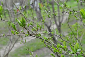 Fototapeta premium The first spring leaves. Freshness of greens. German medlar. Selective focus. Blurry background. Bokeh.