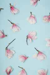 White and pink magnolia tree flowers against pastel blue background. Minimal vertical nature season...