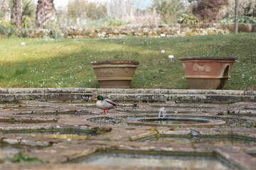 A mallard on an empty water plants aquarium