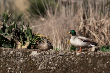 A couple of mallard in a botanical garden 2