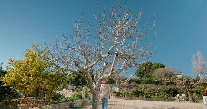 Woman tourist approaches a big bare tree posing for photo