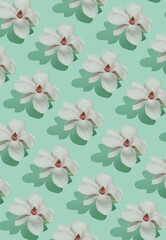 Pattern made with a Magnolia tree flowers and shadow on the pastel green background. Vertical frame.