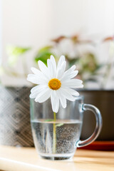 Close-up of one marguerite in a glass of water. Vertical view of yellow daisy flower isolated on white background indoors. Plants at home concept.