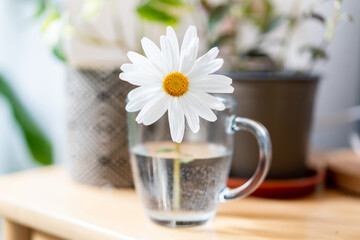 Close-up of one marguerite in a glass of water. Horizontal view of yellow daisy flower isolated on white background indoors. Plants at home concept.