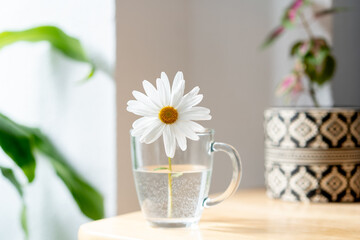 Cropped view of one marguerite in a glass of water. Horizontal view of yellow daisy flower isolated on white background indoors. Plants at home concept.