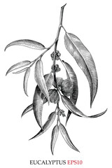 Eucalyptus hand drawing vintage engraving style © channarongsds
