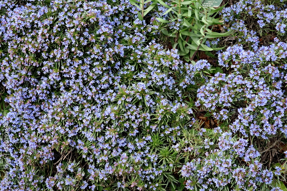 Wall mural petits fleurs bleues sur fond végétal.