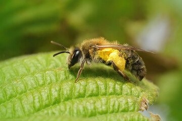 Closeup on a hairy female mellow miner,Andrena mitis loaded with yellow pollen
