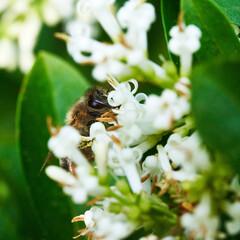 Bee gathering Nectar