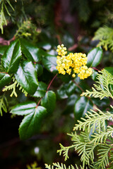 Yellow Blossoms and green Leafs