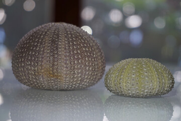 sea ​​urchins