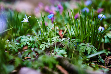 Little blue Flowers ans Leafs