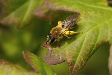 Closeup on a pollen loaded female Orange tailed mining bee, Andrena haemrorhoa