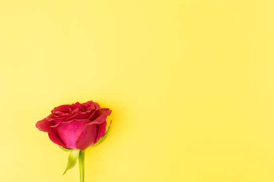 a beautiful red rose flower on a yellow background with a place to copy