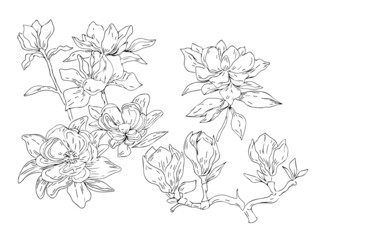 Magnolia flowers spring bloom plants graphic illustration hand drawn coloring book for kids sketch doodle