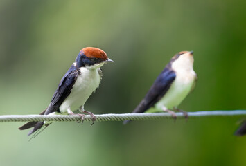 Wire Tail Swallow looking down for food