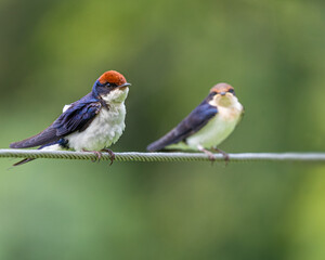 A Pair of Wire Tail Swallow