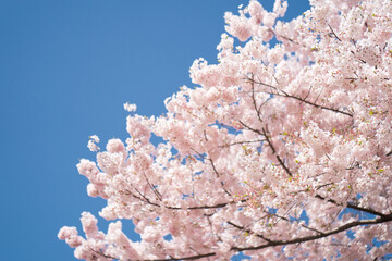 Full Sakura Bloom against blue sky