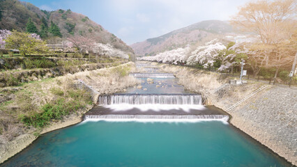 Full bloom Sakura-lined canal in Hakone, Japan 