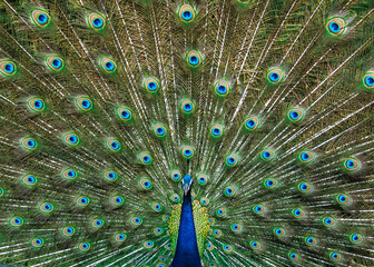 A dancing peacock with open feathers
