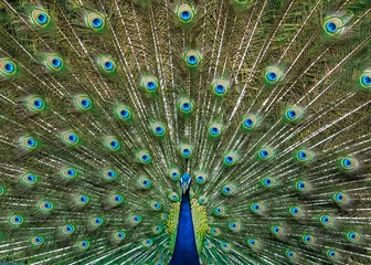 Fotobehang A dancing peacock with open feathers © YK