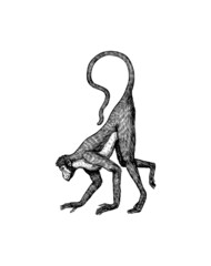 Colombian white faced capuchin or Rhesus macaque is crawling.. Monkey in vintage style. Hand drawn engraved sketch in woodcut style