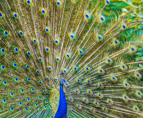 Obraz premium A Dancing Peacock in garden