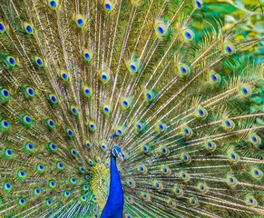 Fotobehang A Dancing Peacock in garden © YK